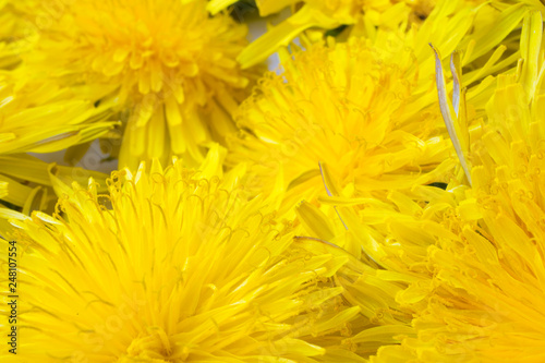 Yellow dandelion background