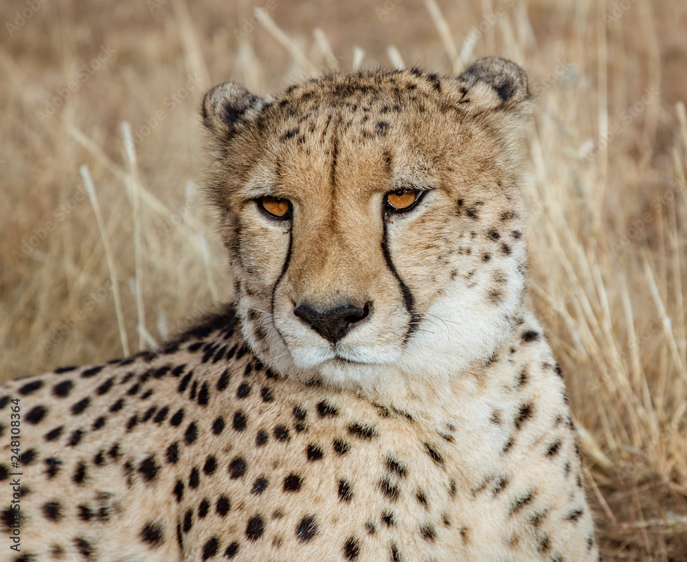 Adult cheetah lies down in dry grass Adult cheetah lies down in dry grass