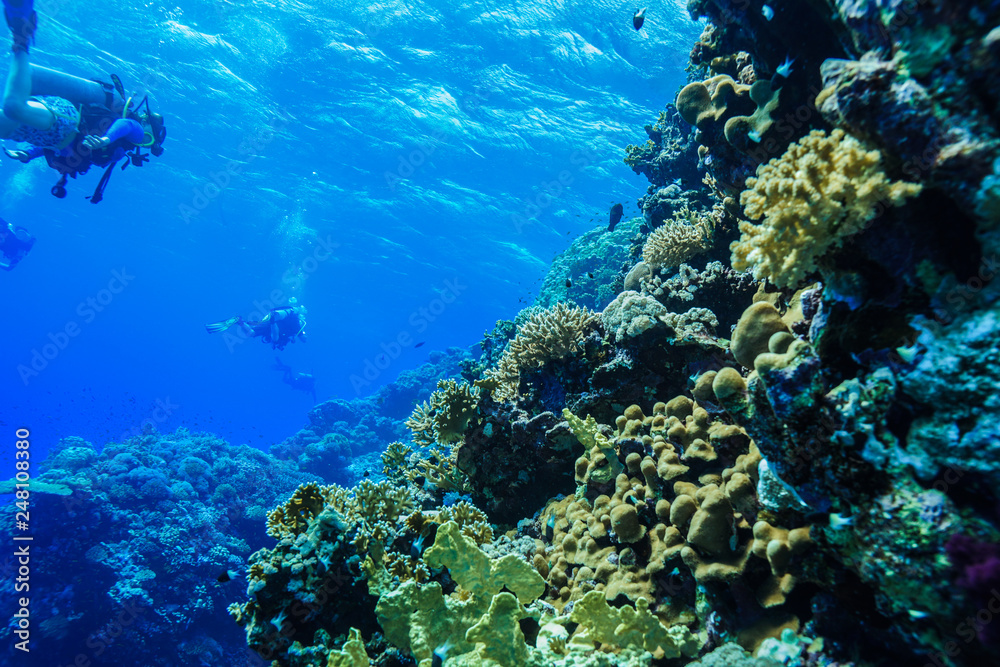Naklejka premium Coral reef at the Red Sea Egypt