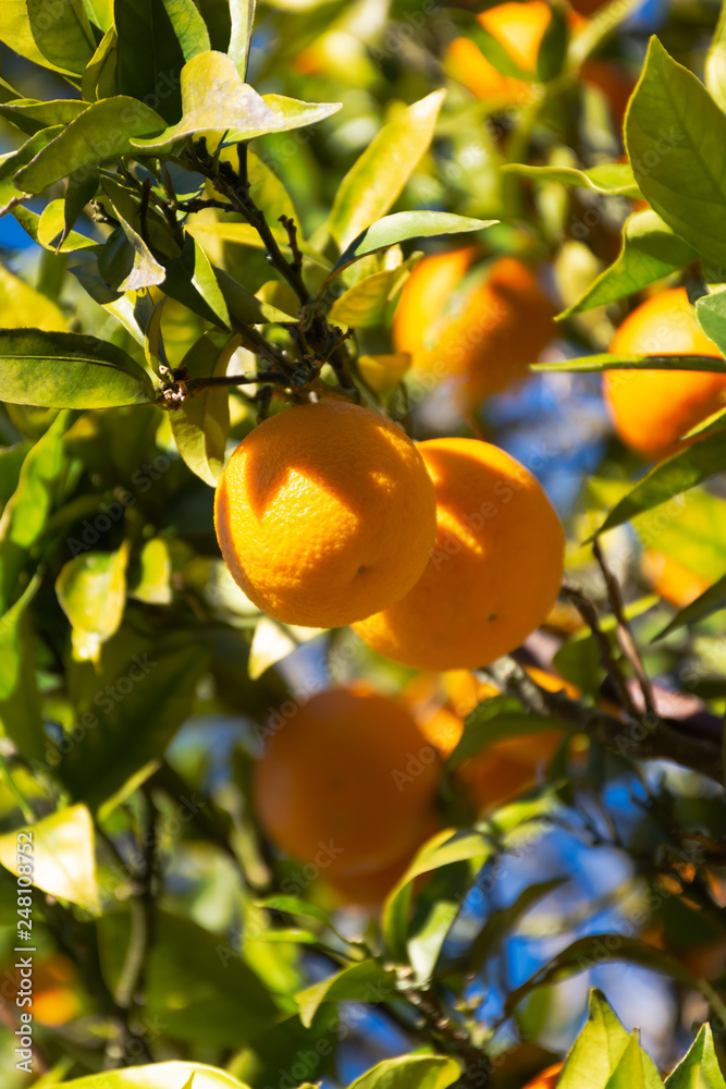 Ripe oranges fruits on the tree