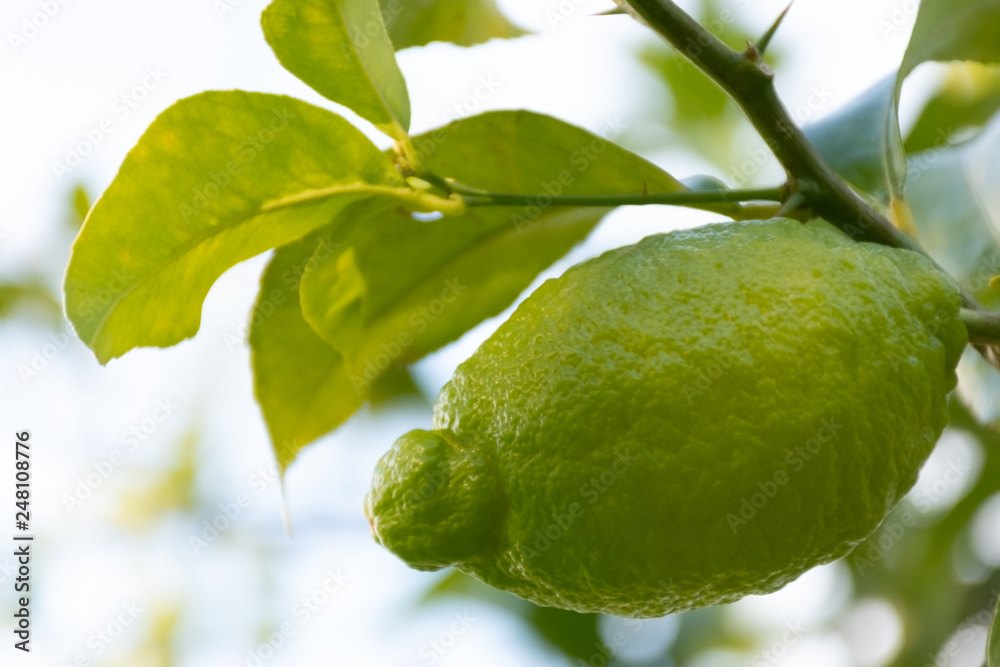 Lemons hanging on tree