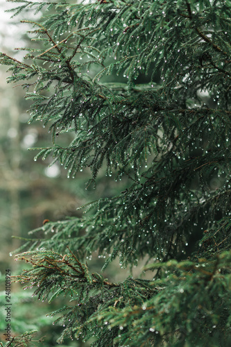 spruce with drops of rain