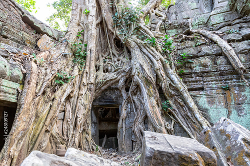 vegetation recaptures the ruins of Ta Prohm temple, Siem Reap, Cambodia, Asia photo