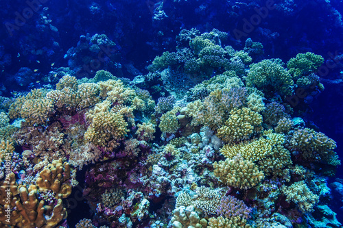 Fototapeta Naklejka Na Ścianę i Meble -  Coral reef at the Red Sea Egypt