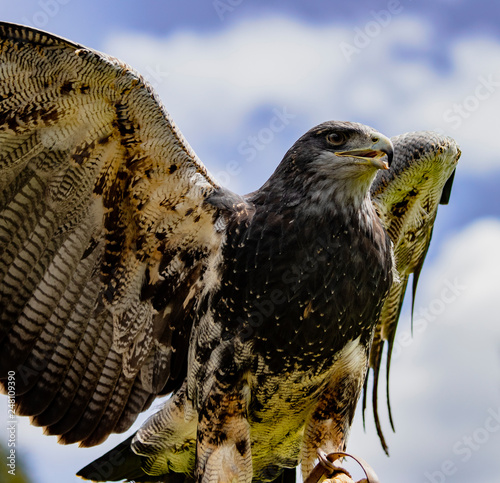 Black-Chested Buzzard-Eagle surveys his domain photo