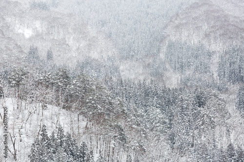 winter Landscape Forest
