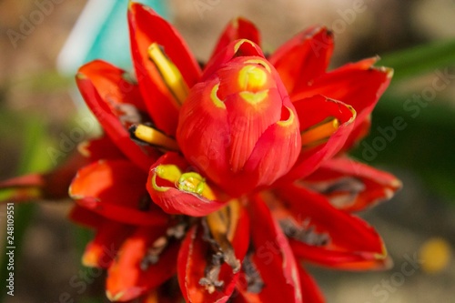 Close up of a bright read flower.