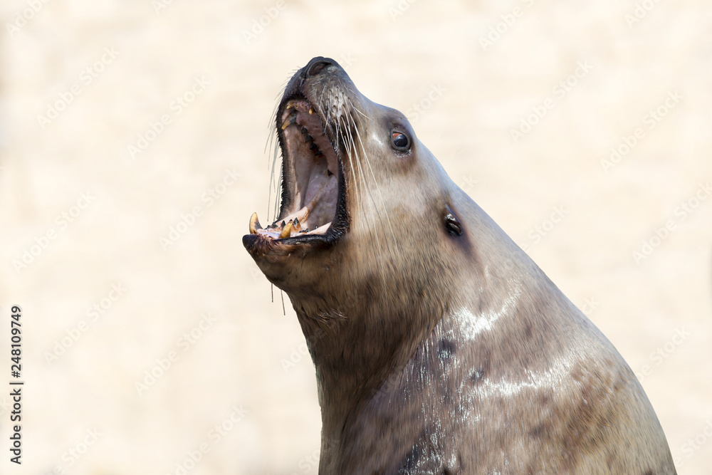 Fototapeta premium Male Steller sea lion with his mouth open, roaring on a light background