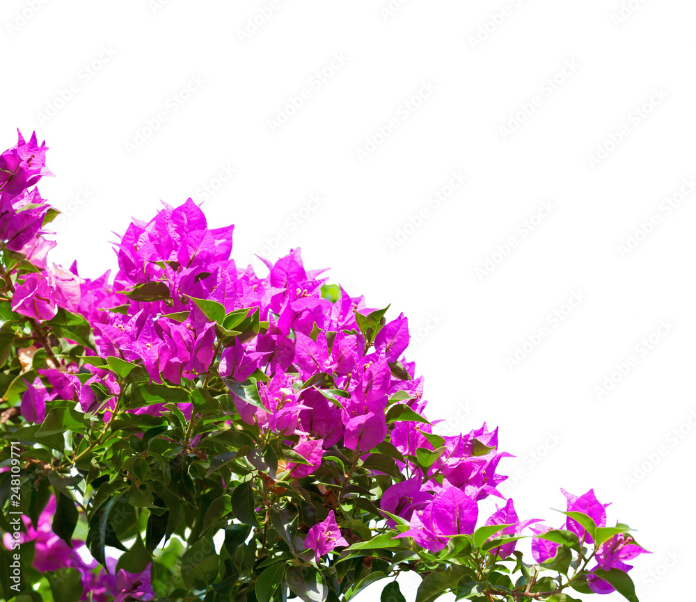 Fototapeta premium Blooming magenta Bougainvillea isolated on white background.