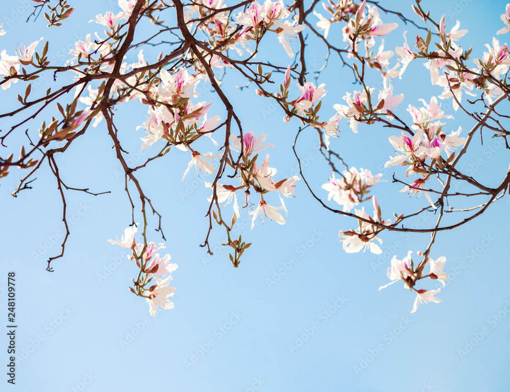Beautiful light pink flowers (Orchid Tree) on blue sky background. Beautiful light pink flowers (Orchid Tree) on blue sky background.