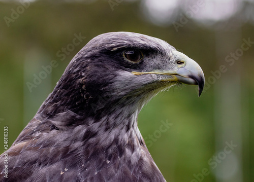 Close-up of Black-Chested Buzzard-Eagle head photo