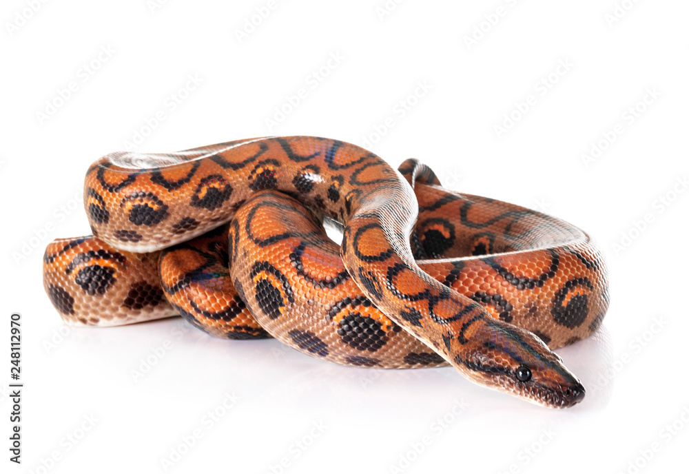 Fototapeta premium Rainbow boa in studio