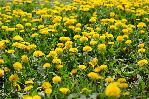 Magnificent glade of flowering dandelions.