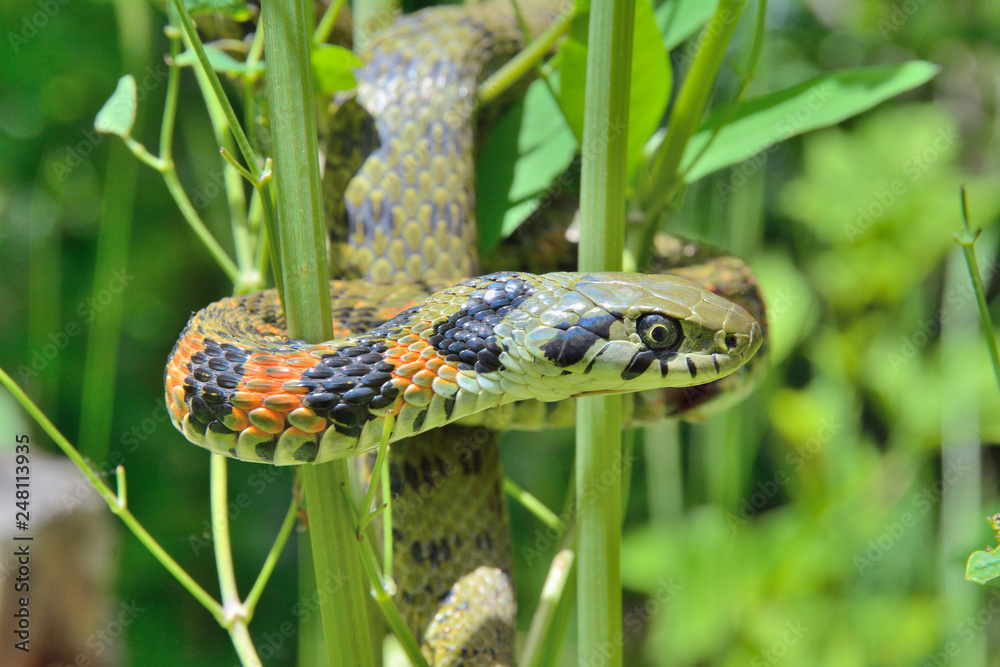 Snake (Rhabdophis tigrina) 29 Snake (Rhabdophis tigrina) 29