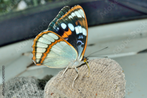 Butterfly (Apatura schrencki) 31 photo