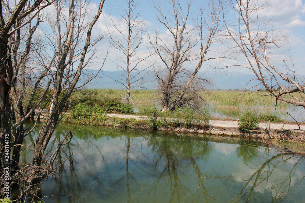 Abandoned trees on the Lake of Doirani Kilkis Greece
