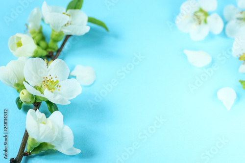 Flat lay with pastel blue spring background and branch of white flowers,  copy space. Spring bloom frame