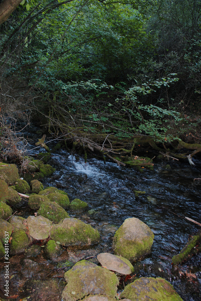Dense Forest next to the Agios Nikolaos Park Naousa Greece Dense Forest next to the Agios Nikolaos Park Naousa Greece