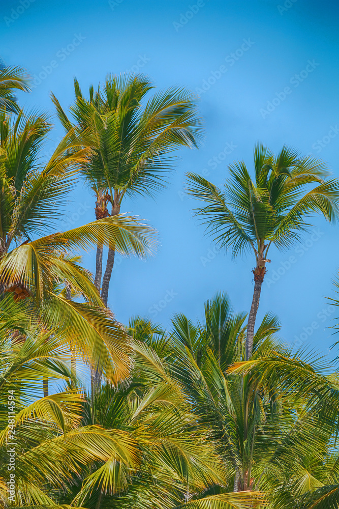 Tropical palm trees against a blue sky