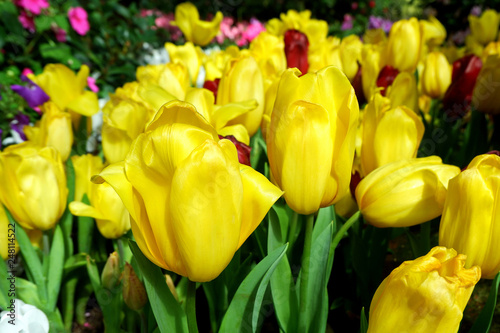 Beautiful Yellow Tulip Flowers Blooming in the City Park