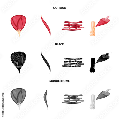 Vector design of fiber and muscular logo. Set of fiber and body  vector icon for stock.