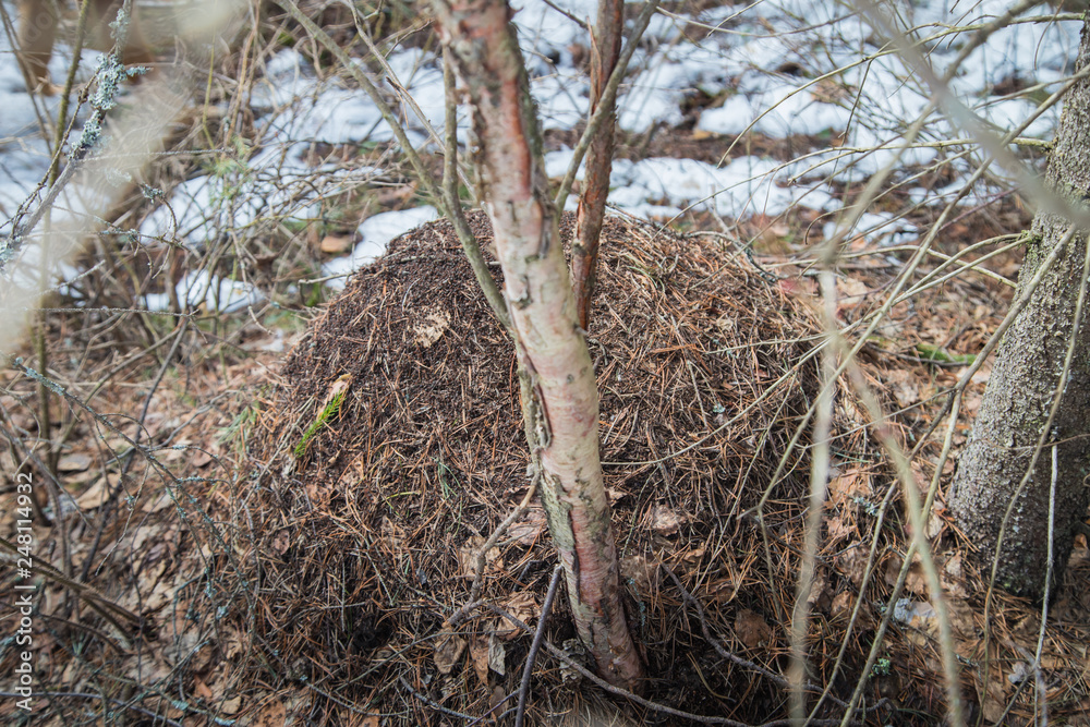 Ant hill in a pine forest in early spring Ant hill in a pine forest in early spring