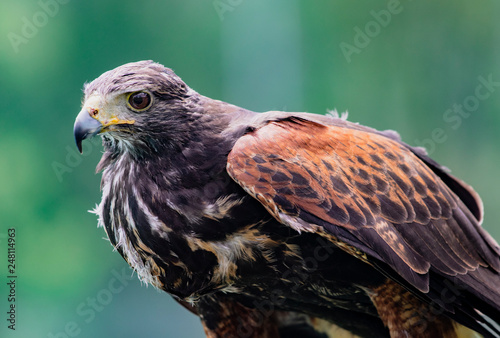 Close-up of immature Black-Chested Buzzard-Eagle head photo