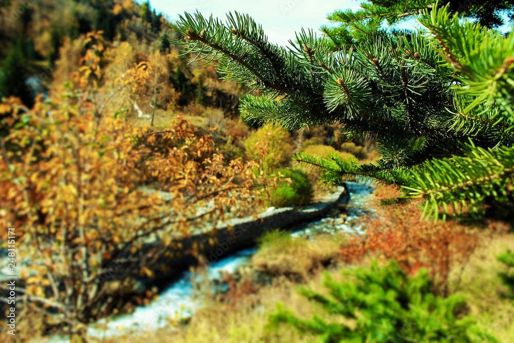 Fototapeta premium river in the forest