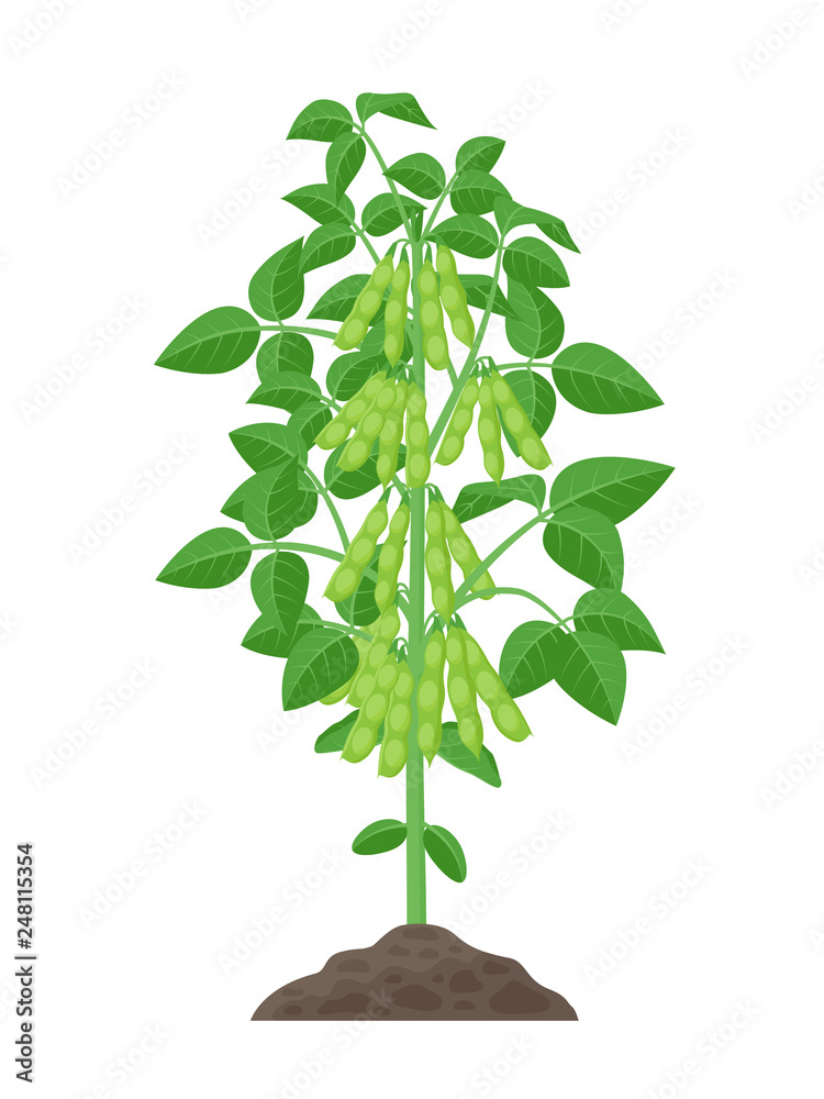 Soybean plant vector illustration isolated on white background. Soya