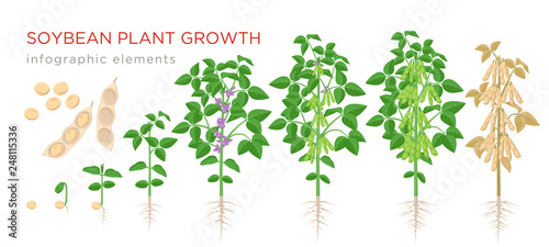 Soybean plant growth stages infographic elements. Growing process of soya beans from seeds, sprout to mature soybeans, life cycle of plant isolated on white background vector flat illustration. photo