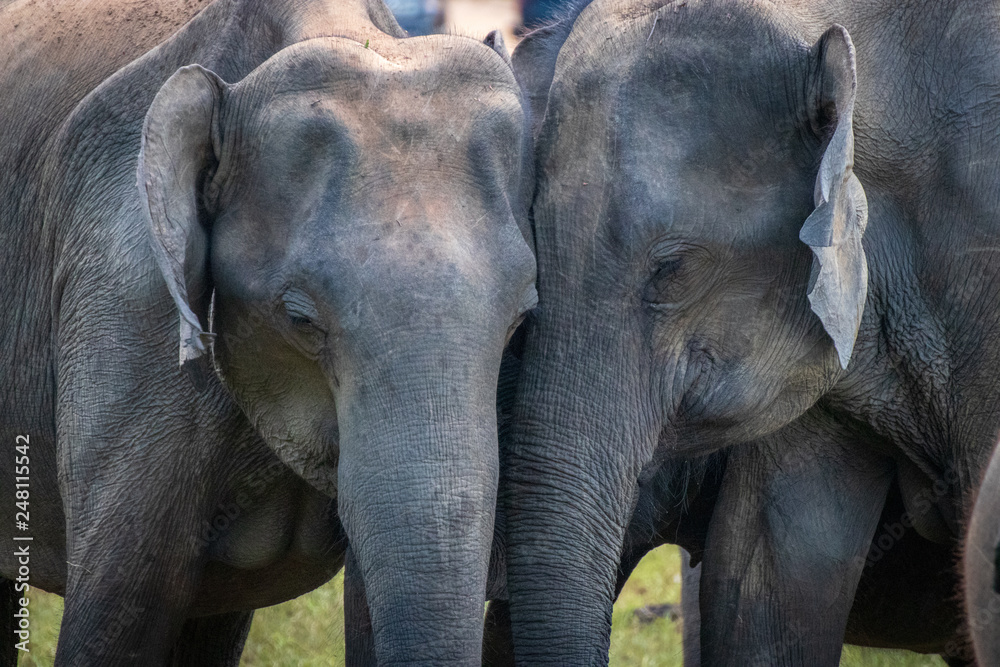 Fototapeta premium Elephant love