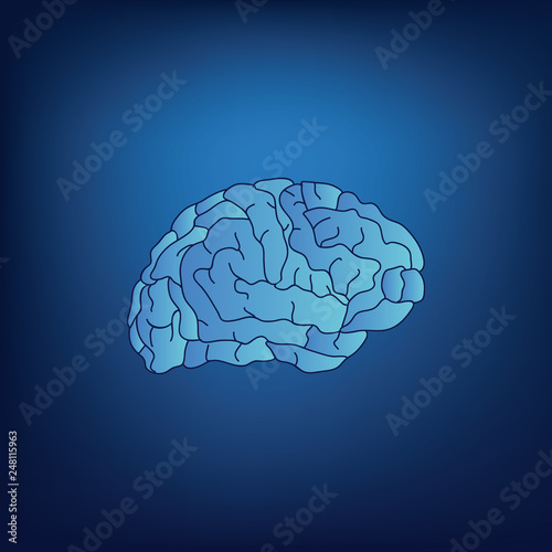 Brain on blue background, vector illustration of human brain, gyrus image