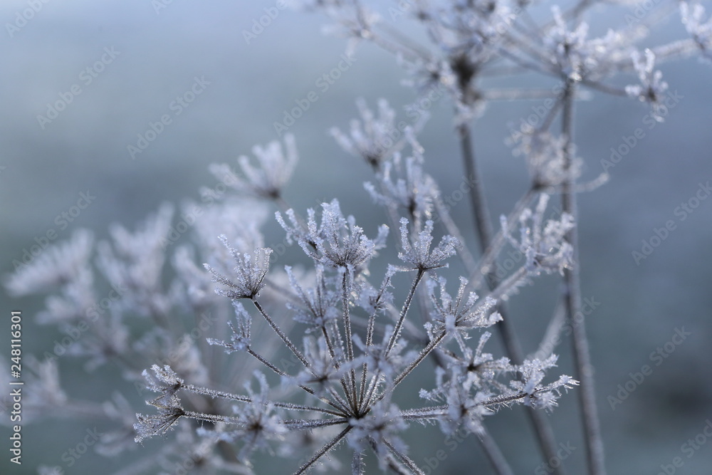 frost frost