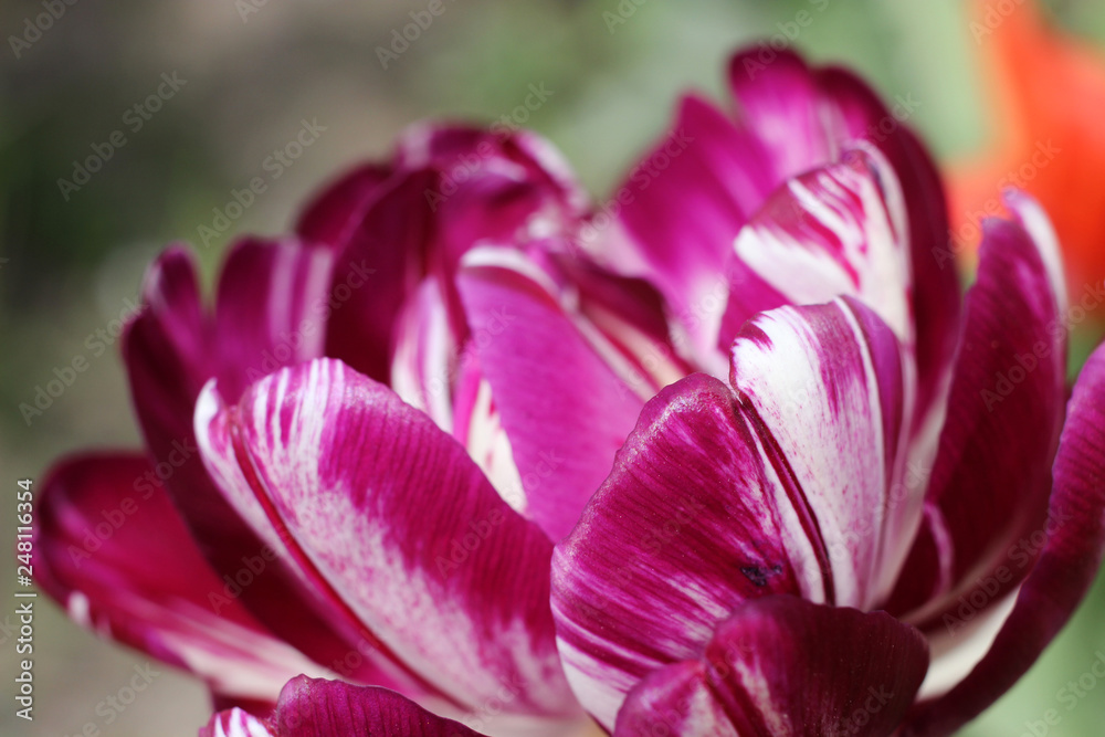 Purple white two-color tulip. Macro photography. Purple white two-color tulip. Macro photography.