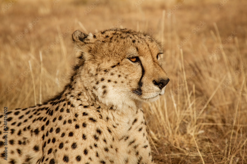 Adult cheetah lies down in dry grass Adult cheetah lies down in dry grass