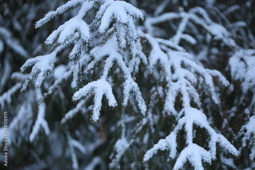 frost frost