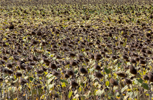 Field of drying sunflowers in valley of Dordogne river. France