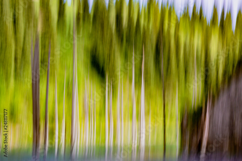 Abstract background of empty trees blurred