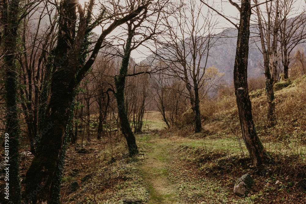 Naklejka premium beech forest in autumn timebeech forest in autumn time.