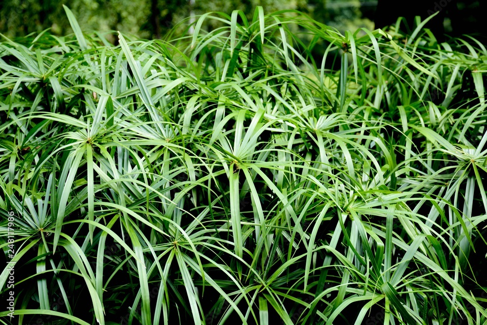 beautiful papyrus plant in nature beautiful papyrus plant in nature