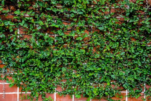 Red brick wall with green plant leaf creepers
