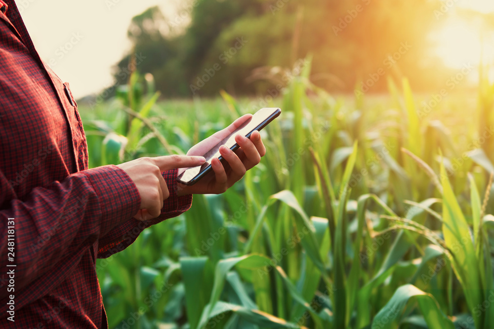 woman farmer using technology mobile in corn field
