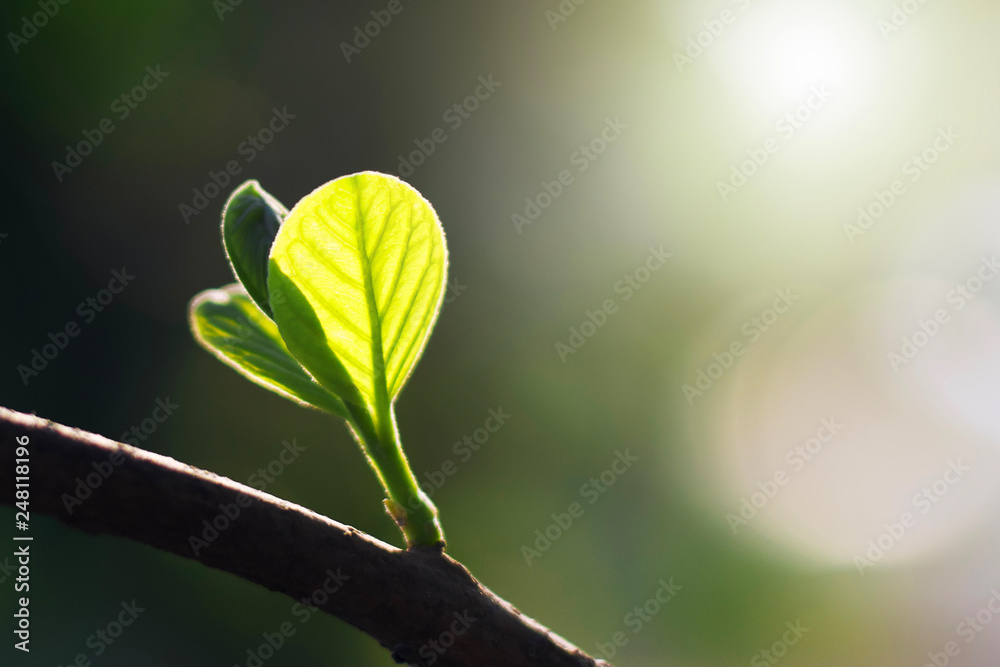 green leaf with sunshine in nature green leaf with sunshine in nature