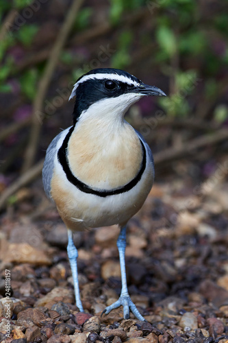 Egyptian plover (Pluvianus aegyptius) photo