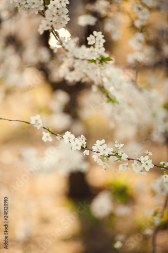Blossom tree over nature background/ Spring flowers/Spring Background © Mariia