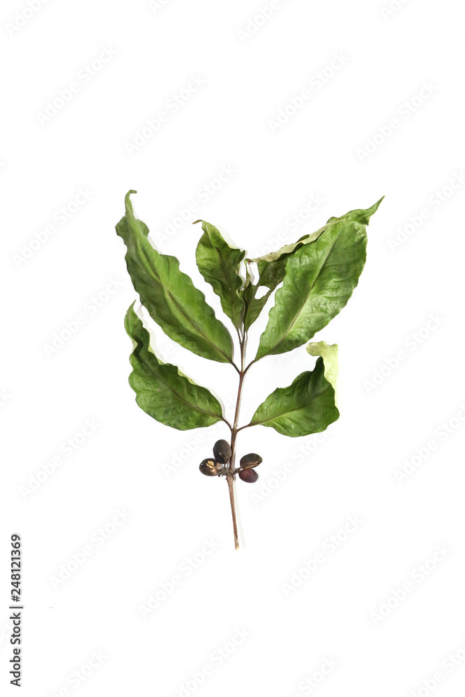 Fototapeta premium Dry leaf coffee Close up