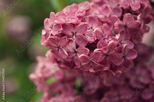 Spring branch of blossoming lilac photo