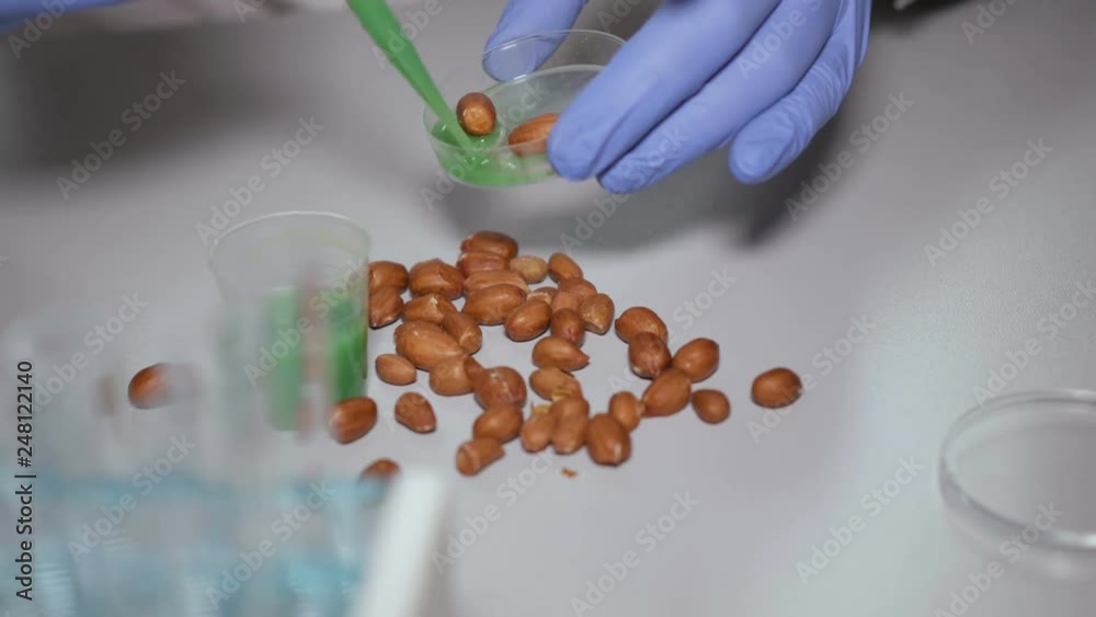 Stockvideon Research of GMO peanut in the laboratory. Doctor is