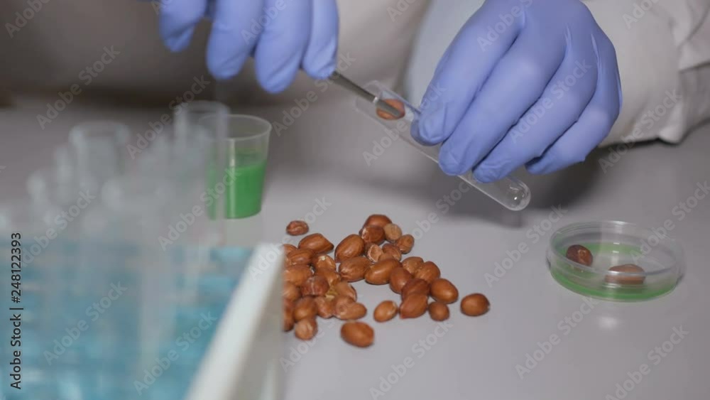 Research of GMO peanut in the laboratory. Doctor is conducting an