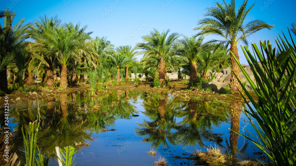 Oasis near Third Cataract of Nile near Tombos in Sudan